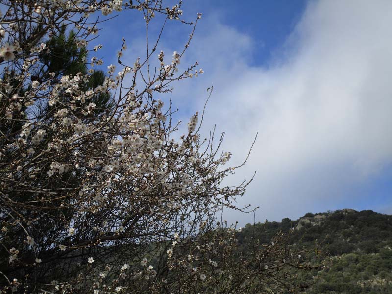 almendros 30 diciembre