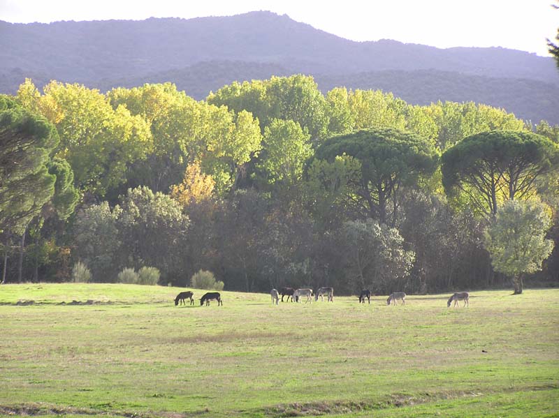 http://naturameteo.es/imagenes/cenicientos/octubre14/P1010018.jpg