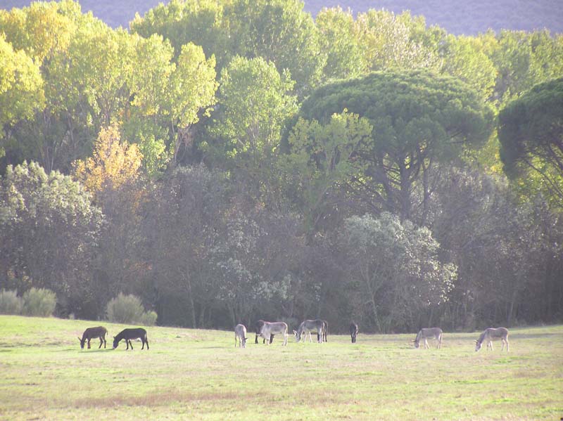 http://naturameteo.es/imagenes/cenicientos/octubre14/P1010019.jpg